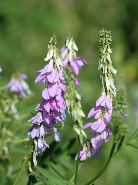 Galega officinalis- fleurs