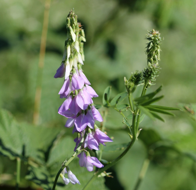 Epis de fleurs de galega