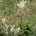 reine des prés -Filipendula ulmaria