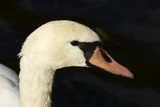 Young Swan
