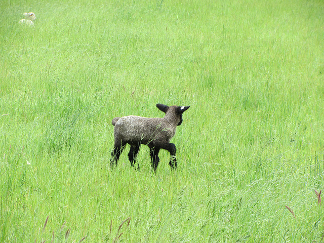 schwarzes Schaf/Lamm auf Abwegen!