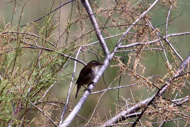 20110608 5553RAw [F] Schilfrohrsänger (Acrocephalus schoenobaenus), Vauvert, Camargue