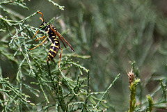 20110608 5523RAw [F] Wespe [Vauvert]