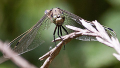 20110608 5520RAw [F] Libelle [Vauvert]