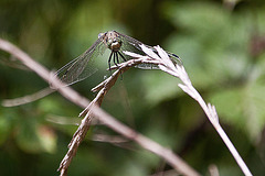 20110608 5519RAw [F] Libelle [Vauvert]