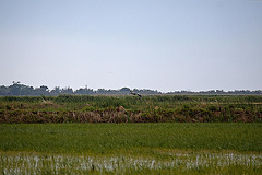 20110603 5034RAw [F] Graureiher, Reis (Oryza sativa), Etang de Vaccarès, Camargue