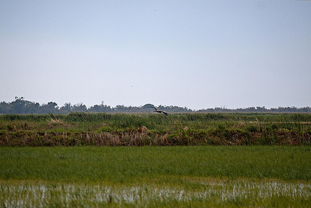 20110603 5034RAw [F] Graureiher, Reis (Oryza sativa), Etang de Vaccarès, Camargue