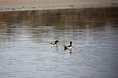 20110603 5032RAw [F] Brandgans, Etang de Vaccarès, Camargue