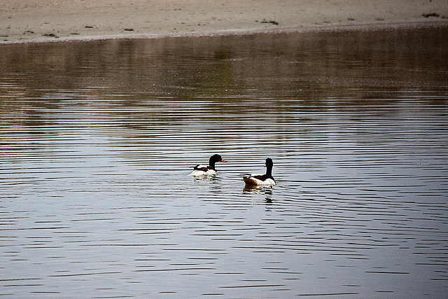 20110603 5032RAw [F] Brandgans, Etang de Vaccarès, Camargue