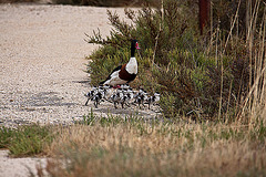 20110603 5030RAw [F] Brandgans, Etang de Vaccarès, Camargue