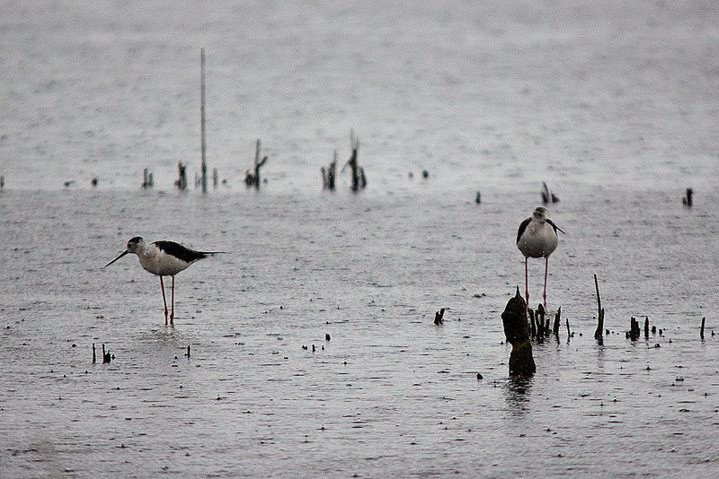 20110603 4943RTw [F] Stelzenläufer (Himantopus himantopus) Etang de Vaccarès, Camargue