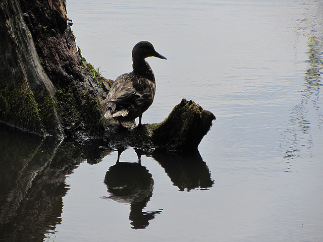 2 Enten