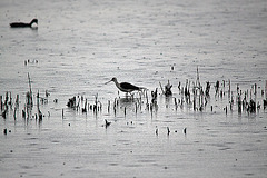 20110603 4941RTw [F] Stelzenläufer (Himantopus himantopus) Etang de Vaccarès, Camargue