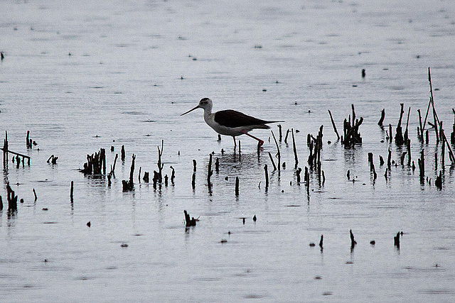 20110603 4942RTw [F] Stelzenläufer (Himantopus himantopus), Etang de Vaccarès, Camargue