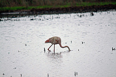 20110603 4940RTw [F] Rosaflamingo (Phoenicopterus roseus), Camargue