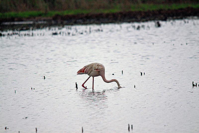 20110603 4940RTw [F] Rosaflamingo (Phoenicopterus roseus), Etang de Vaccarès, Camargue