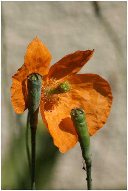 oranger Mohn