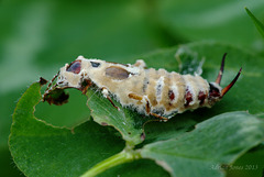 Forficula auricularia and fungus Entomophthora forficulae