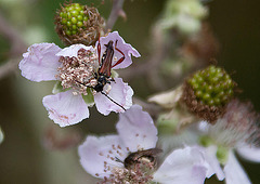 20110608 5514RAw [F] Bockkäfer (Leptura rubra) [Vauvert]