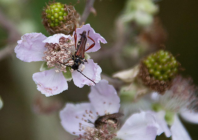 20110608 5514RAw [F] Braunrötlicher Spitzdeckenbock (Stenopterus rufus), Brombeere, Vauvert, Camargue