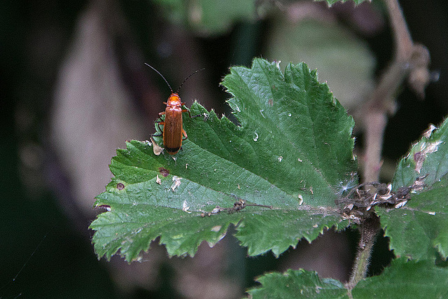 20110608 5512RAw [F] Roter Weichkäfer (Rhagonycha fulva), Vauvert, Camargue