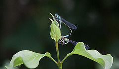 20110608 5509RAw [F] Azurjungfer [Vauvert]