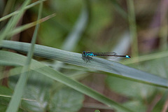 20110608 5507RAw [F] Libelle [Vauvert]