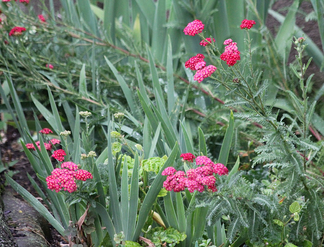 Achillea millefolium Red Velvet