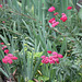 Achillea millefolium Red Velvet