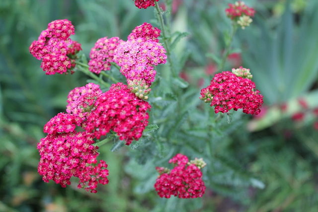 Achillea millefolium Red Velvet