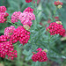 Achillea millefolium Red Velvet