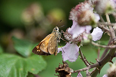 20110608 5504RAw [F] Dickkopffalter [Vauvert]