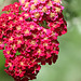 Achillea millefolium red velvet