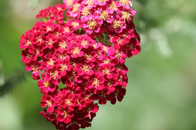 Achillea millefolium red velvet