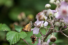 20110608 5503RAw [F] Dickkopffalter [Vauvert]