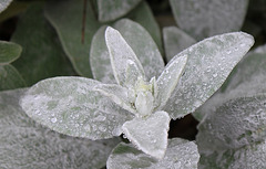 Stachys byzantina