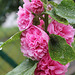 Althaea rosea -Rose trémière