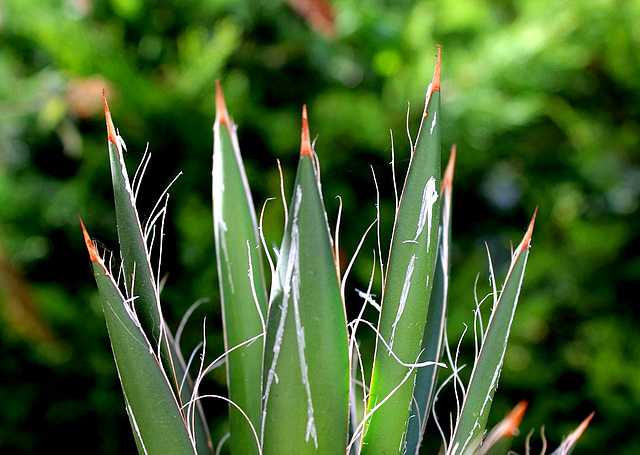 Agave filifera 2 2