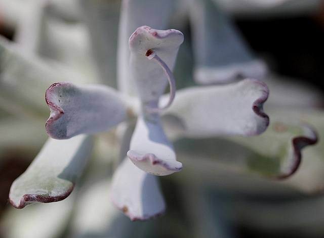 Cotyledon orbiculata oophylla