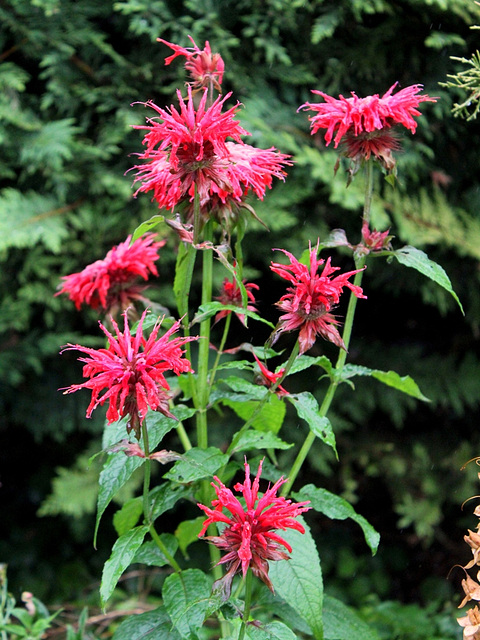 Monarde didyma Cambridge Scarlet