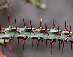 Euphorbia aeruginosa -détail