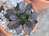 Echeveria affinis  "Black Prince"