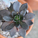 Echeveria affinis  "Black Prince"