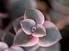 Crassula pellucida marginalis 2