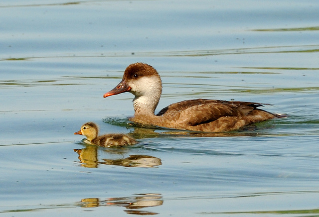 Nette rousse