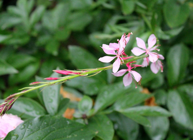 Gaura