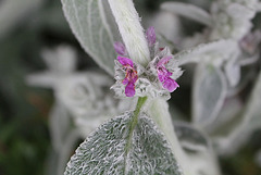 Stachys byzantina (2)