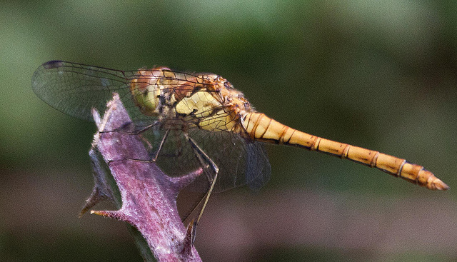 20110608 5491RAw [F] Heidelibelle (Sympetrum vulgatum) [w], Vauvert, Camargue