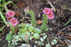 Sempervivum arachnoïdeum (2)