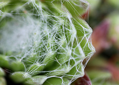 Sempervivum arachnoïdeum